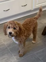 Frankie, a male Bichon Frise and Cavapoo for sale in Claypool, IN – Photo 7 of 8