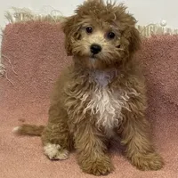 Frankie, a male Bichon Frise and Cavapoo for sale in Claypool, IN – Photo 3 of 4