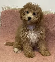 processed/322d0300-5033-4ae9-b414-c8def2a821f1/listing/e3d91e52-7c05-4d80-ae51-3e51639cc093/924655f5-42ba-4c3d-9ee7-2b9342c92847