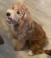 Frankie, a male Bichon Frise and Cavapoo for sale in Claypool, IN – Photo 6 of 8