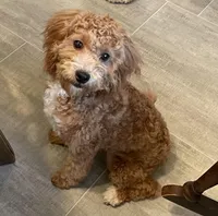 Frankie, a male Bichon Frise and Cavapoo for sale in Claypool, IN – Photo 5 of 8
