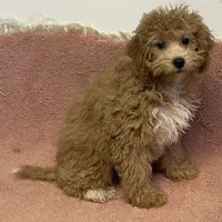 Frankie, a male Bichon Frise and Cavapoo for sale in Claypool, IN – Photo 2 of 4