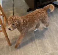 Frankie, a male Bichon Frise and Cavapoo for sale in Claypool, IN – Photo 4 of 8