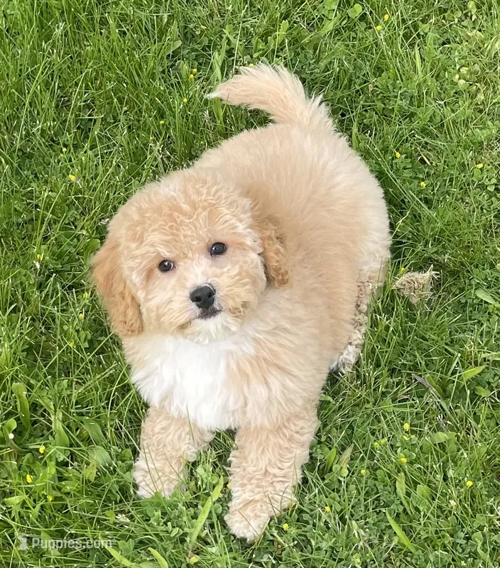 Bo  – Bichon Frise, Cavapoo puppy for sale in Claypool, IN