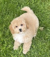 Bo , a male Bichon Frise and Cavapoo for sale in Claypool, IN – 1 of 7