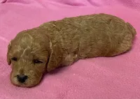 Hallie, a female Bichon Frise and Cavapoo for sale in Claypool, IN – Photo 5 of 5