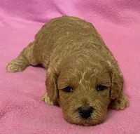 Hallie, a female Bichon Frise and Cavapoo for sale in Claypool, IN – Photo 1 of 5
