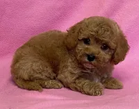 Hallie, a female Bichon Frise and Cavapoo for sale in Claypool, IN – Photo 5 of 7