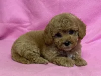 Hallie, a female Bichon Frise and Cavapoo for sale in Claypool, IN – Photo 2 of 7