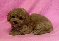 Hallie, a female Bichon Frise and Cavapoo for sale in Claypool, IN – Photo 4 of 7