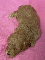 Hallie, a female Bichon Frise and Cavapoo for sale in Claypool, IN – Photo 4 of 5