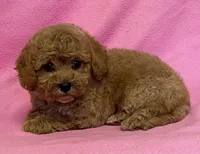 Hallie, a female Bichon Frise and Cavapoo for sale in Claypool, IN – Photo 3 of 7