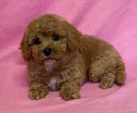 Hallie, a female Bichon Frise and Cavapoo for sale in Claypool, IN – Photo 6 of 7
