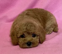 Hallie, a female Bichon Frise and Cavapoo for sale in Claypool, IN – Photo 7 of 7