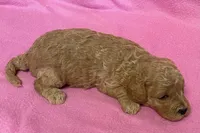 Hallie, a female Bichon Frise and Cavapoo for sale in Claypool, IN – Photo 2 of 5