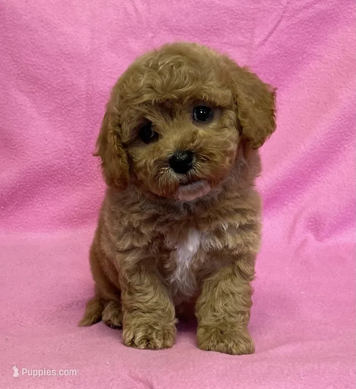 Hallie – Bichon Frise, Cavapoo puppy for sale in Claypool, IN