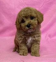 Hallie, a female Bichon Frise and Cavapoo for sale in Claypool, IN – Photo 1 of 7