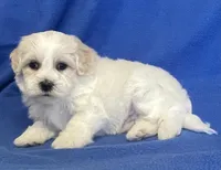 Jasper, a male Havachon for sale in Claypool, IN – 6 of 6