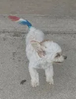 Mighty Mille (Small), a female Bichon Frise and Cavapoo for sale in Claypool, IN – 3 of 8