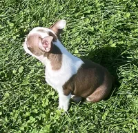 Moonshine, a female Boston Terrier for sale in Claypool, IN – 5 of 7