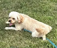 Mr. Happy- Neutered, a male Cavapoo for sale in Claypool, IN – 3 of 9
