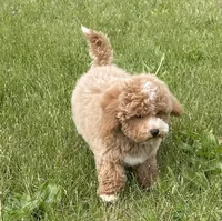 Pretty Boy, a male Bichon Frise and Cavapoo for sale in Claypool, IN – 5 of 7