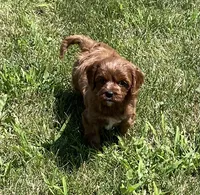 Tara, a female Cavapoo for sale in Claypool, IN – 7 of 8