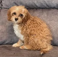Bernie, a male Cavapoo for sale in Claypool, IN – Photo 1 of 5