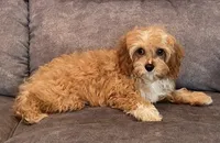 Bernie, a male Cavapoo for sale in Claypool, IN – Photo 3 of 5