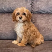 Bernie, a male Cavapoo for sale in Claypool, IN – Photo 5 of 5