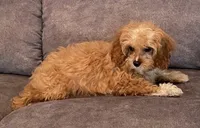 Bernie, a male Cavapoo for sale in Claypool, IN – Photo 4 of 5