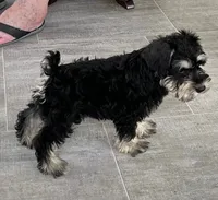 Darrin, a male Miniature Schnauzer for sale in Claypool, IN – 3 of 6