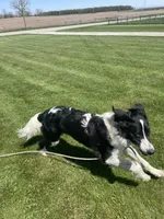Cinch, a male Sheepadoodle for sale in Claypool, IN – 7 of 7