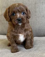 Tara, a female Cavapoo for sale in Claypool, IN – 8 of 8