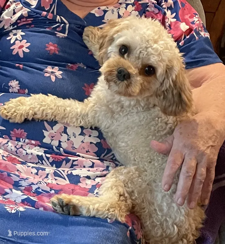 Mr. Happy- Neutered – Cavapoo puppy for sale in Claypool, IN