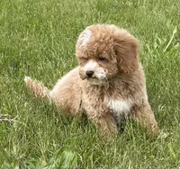 Pretty Boy, a male Bichon Frise and Cavapoo for sale in Claypool, IN – 2 of 7