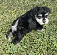 Endora, a female Miniature Schnauzer for sale in Claypool, IN – 5 of 6
