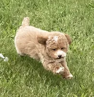 Pretty Boy, a male Bichon Frise and Cavapoo for sale in Claypool, IN – 4 of 7