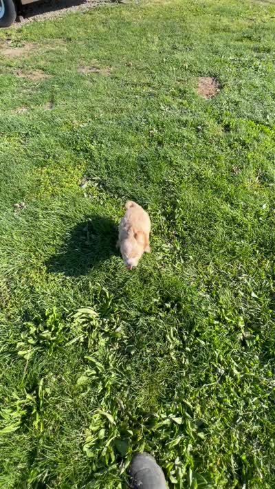 May, a female Bichon Frise and Cavapoo for sale in Claypool, IN – 7 of 7