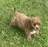 Marta , a female Cavapoo for sale in Claypool, IN – 5 of 6