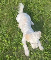 Jasper, a male Havachon for sale in Claypool, IN – 8 of 9
