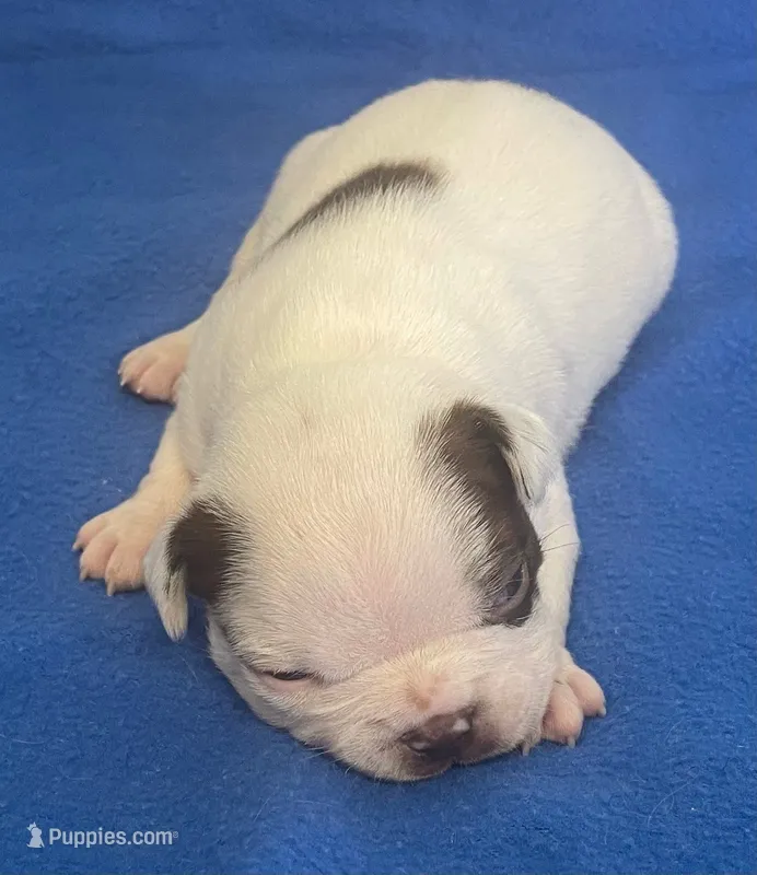Cory – Boston Terrier puppy for sale in Claypool, IN