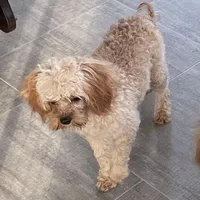 Ryan, a male Cavapoo for sale in Claypool, IN – Photo 6 of 6
