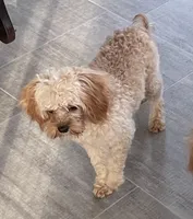 Ryan, a male Cavapoo for sale in Claypool, IN – Photo 6 of 6