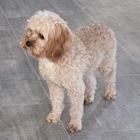 Ryan, a male Cavapoo for sale in Claypool, IN – Photo 5 of 6