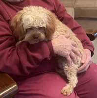 Ryan, a male Cavapoo for sale in Claypool, IN – Photo 4 of 6