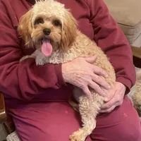 Ryan, a male Cavapoo for sale in Claypool, IN – Photo 1 of 6