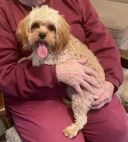 Ryan, a male Cavapoo for sale in Claypool, IN – Photo 1 of 6