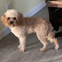 Ryan, a male Cavapoo for sale in Claypool, IN – Photo 2 of 6