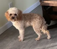 Ryan, a male Cavapoo for sale in Claypool, IN – Photo 2 of 6